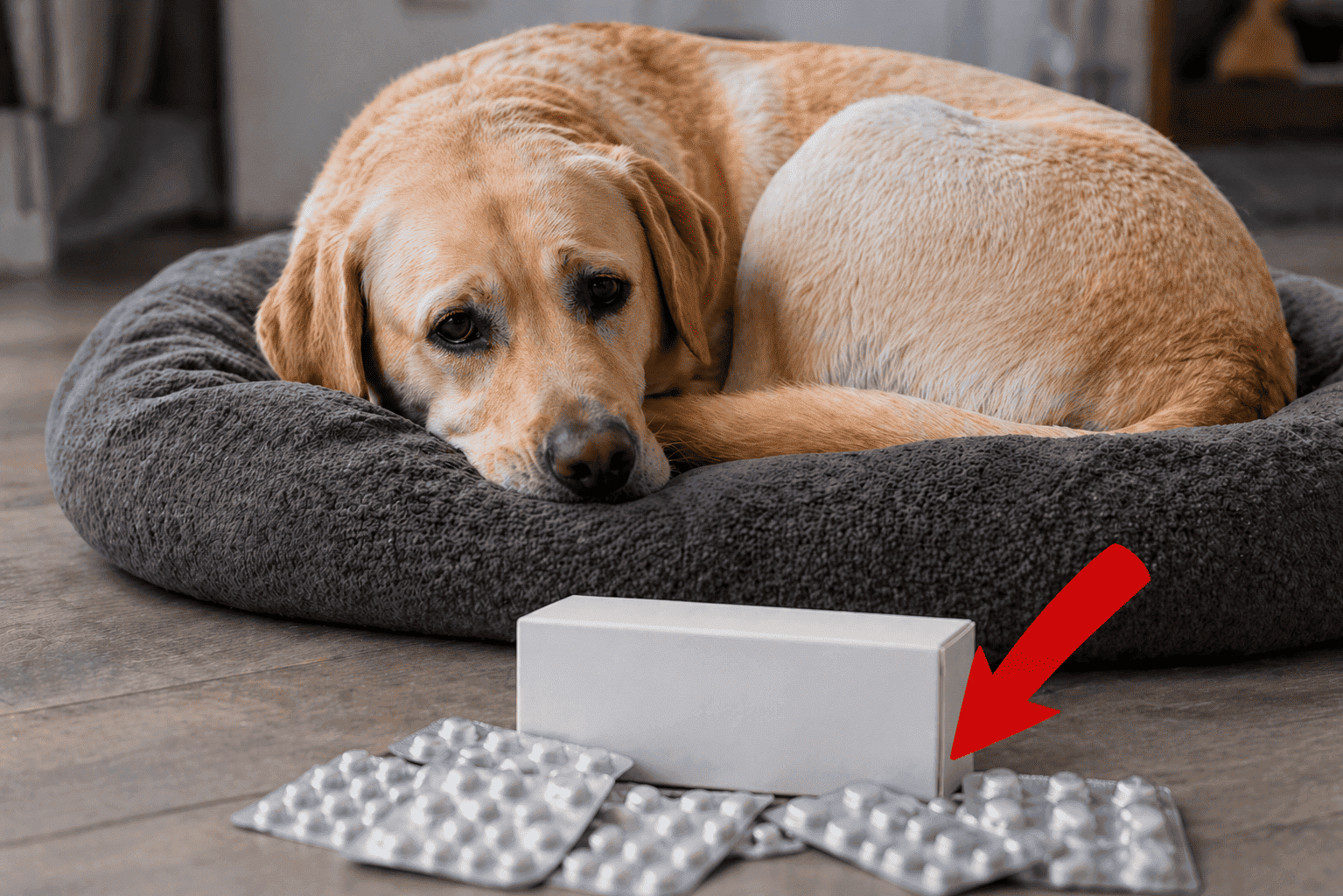 Trauriger Labrador auf Hundebett mit Omeprazol, GastroGard und Sucrabest – aggressive Magentabletten vom Tierarzt