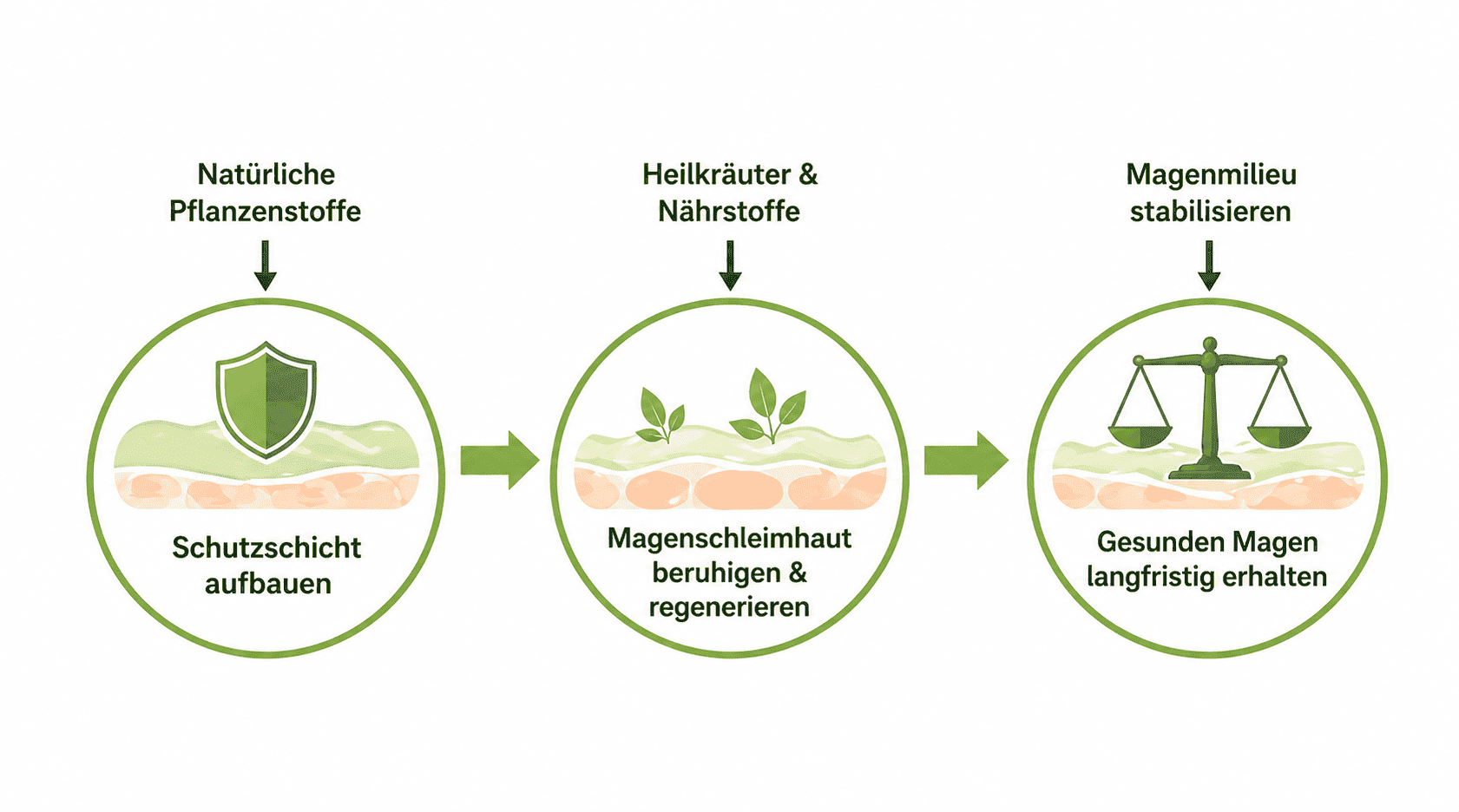 Infografik: 3-Stufen-Magenbarriere – Schutzschicht aufbauen, Magenschleimhaut beruhigen & regenerieren, gesunden Magen langfristig erhalten
